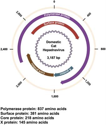 Global Prevalence of Domestic Cat Hepadnavirus: An Emerging Threat to Cats’ Health?